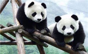 pandas