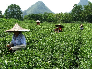  La Plantation du thé de Guilin
