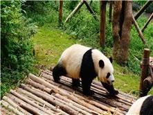 Centre de recherche de panda