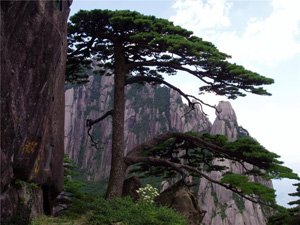 Pin Accueillant les Visiteurs à flanc de montagne