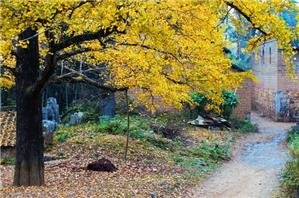 Feuillages jaunes de ginkgo biloba dans le village de Haiyang