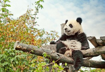 Découvrir le pays du panda et l'empire du Kungfu