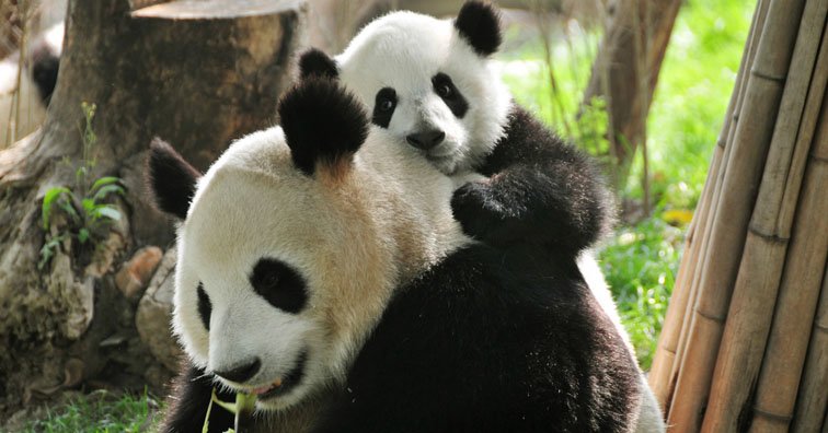 pandas géants