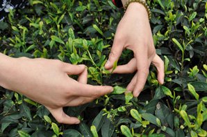 Apprendre à cueillir les feuilles de thé à la plantation Meijiawu