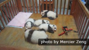 Panda Cubs