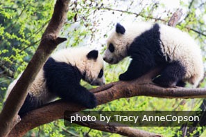 Les pandas dans l'barre