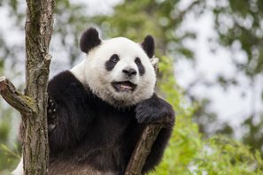 panda