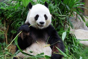 giant panda