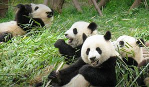 pandas géants