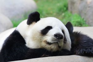 Panda géant 