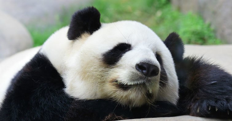 le centre de recherches des pandas géants