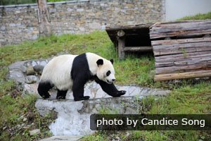 Wolong Panda Research Center 