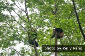 Les pandas grimpent sur un arbre