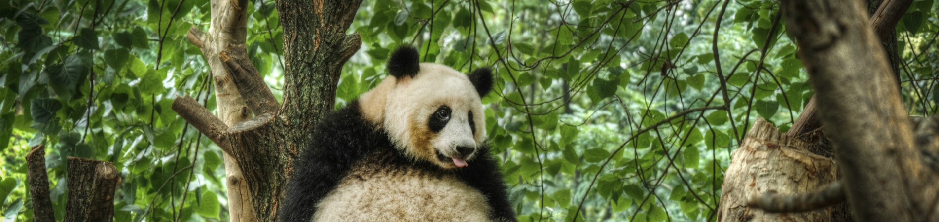 Pandas et quintessence de la Chine