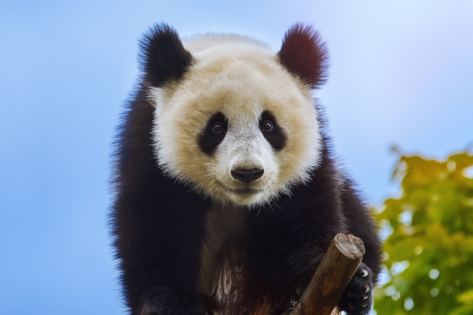 Base des pandas géants de Bifengxia 