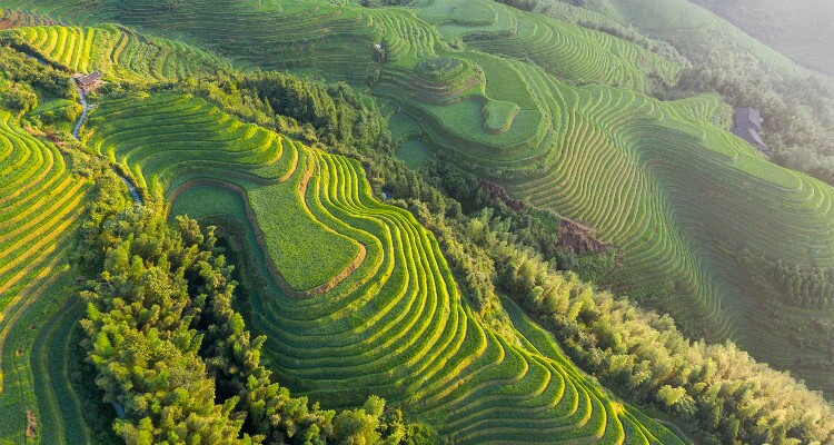 Les rizières en terrasses de Longji